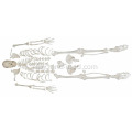 اسکلت Disarticulated با جمجمه